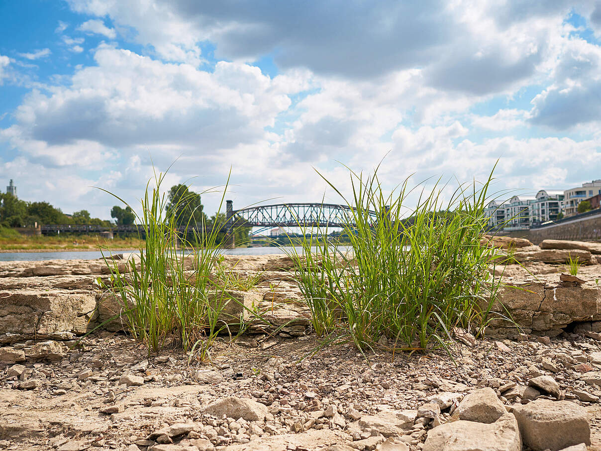 Ausgetrocknete Flussbett der Elbe in der Nähe von Magdeburg © Heiko119/iStock/Getty Images