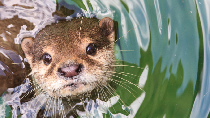 Otter 