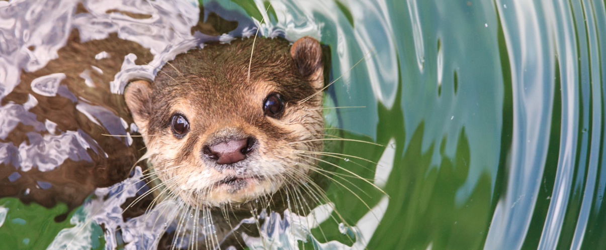 Otter 
