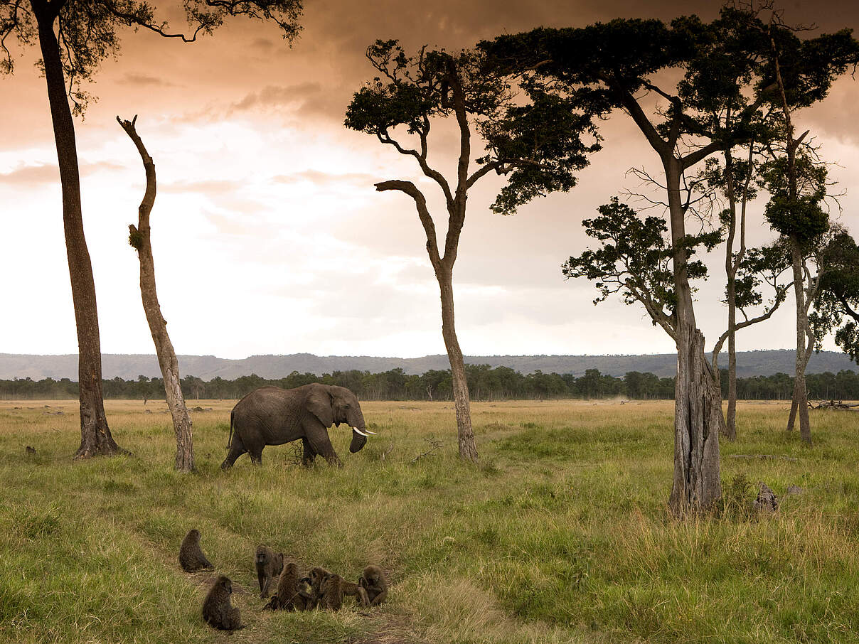 Afrikanischer Elefant in der Masai Mara in Kenia © Michael Poliza / WWF 