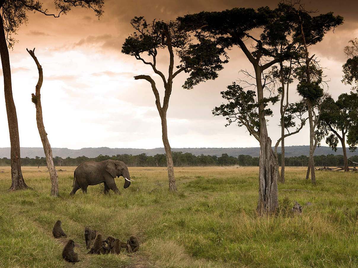 Afrikanischer Elefant in der Masai Mara in Kenia © Michael Poliza / WWF 