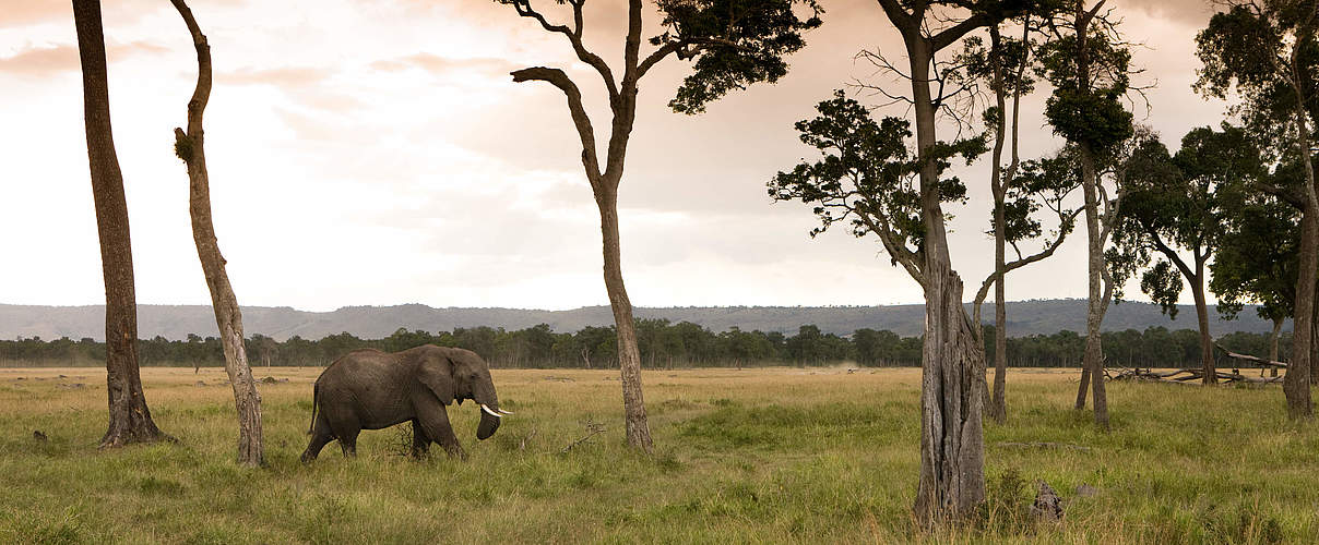 Afrikanischer Elefant in der Masai Mara in Kenia © Michael Poliza / WWF 