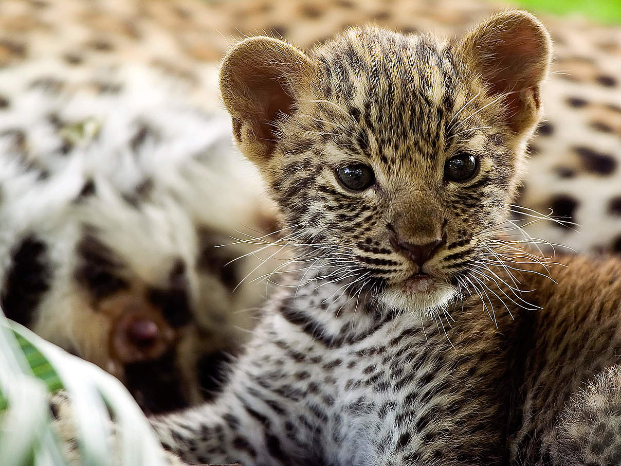 Leopardenjunges in Botswana © Michael Poliza / WWF