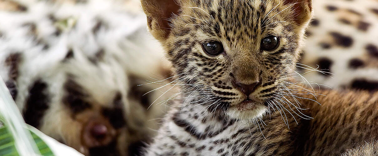 Leopardenjunges in Botswana © Michael Poliza / WWF