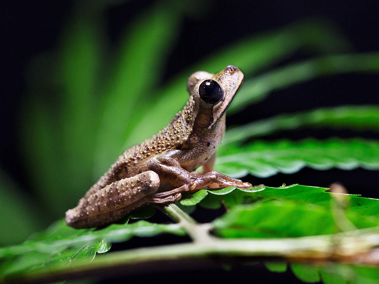 26 Amphibienarten fanden die Forscher im Nationalpark Cordillera de los Picachos © Pablo Mejía / WWF Colombia