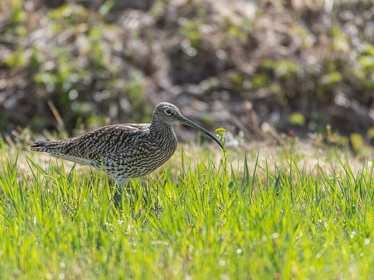 Großer Brachvogel © Ola Jennersten / WWF Sweden