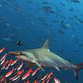 Hammerhai im Fischschwarm © Antonio Busiello / WWF US