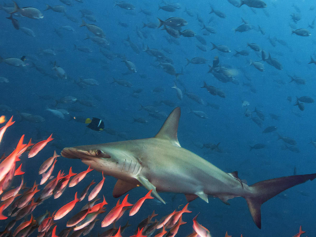 Hammerhai im Fischschwarm © Antonio Busiello / WWF US