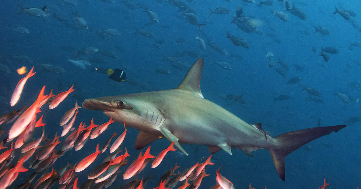 Hammerhaie im WWFArtenlexikon Zahlen & Fakten WWF