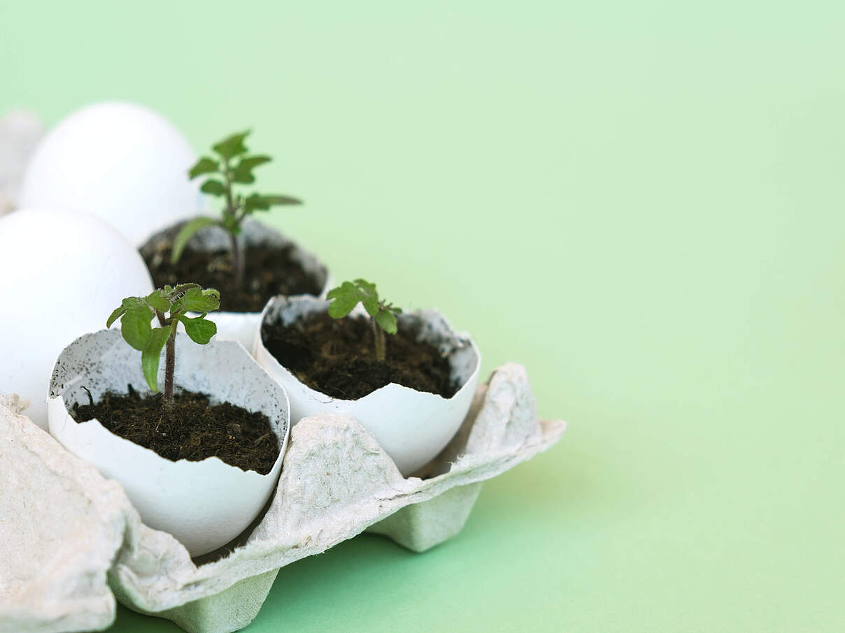 Tomaten wachsen in Eierschalen heran