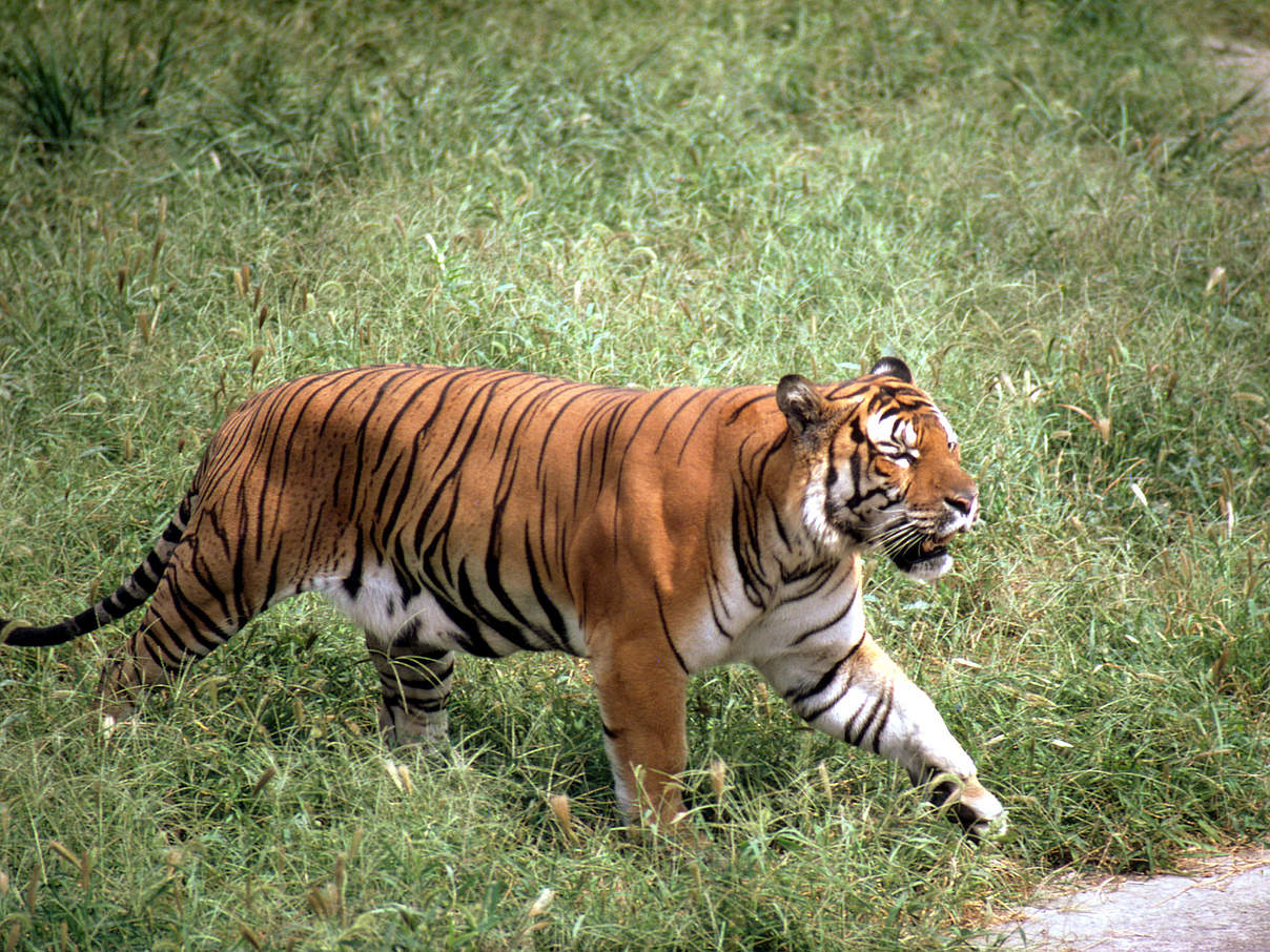 Südchinesischer Tiger © John Mackinnon / WWF 