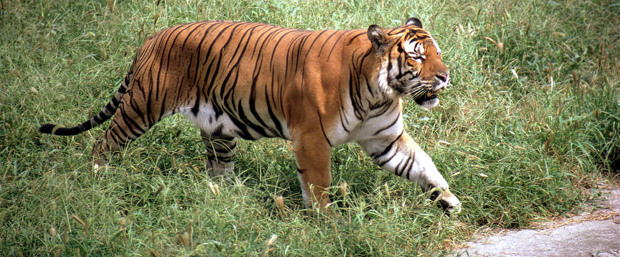 Südchinesischer Tiger © John Mackinnon / WWF 