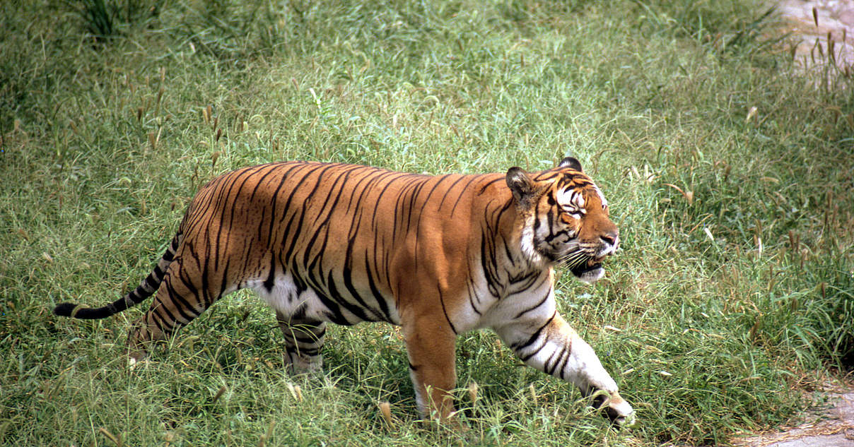 Südchinesische Tiger im WWF-Artenlexikon: Zahlen & Fakten | WWF
