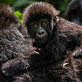 Berggorilla im Nationalpark Virunga © Brent Stirton / Getty Images