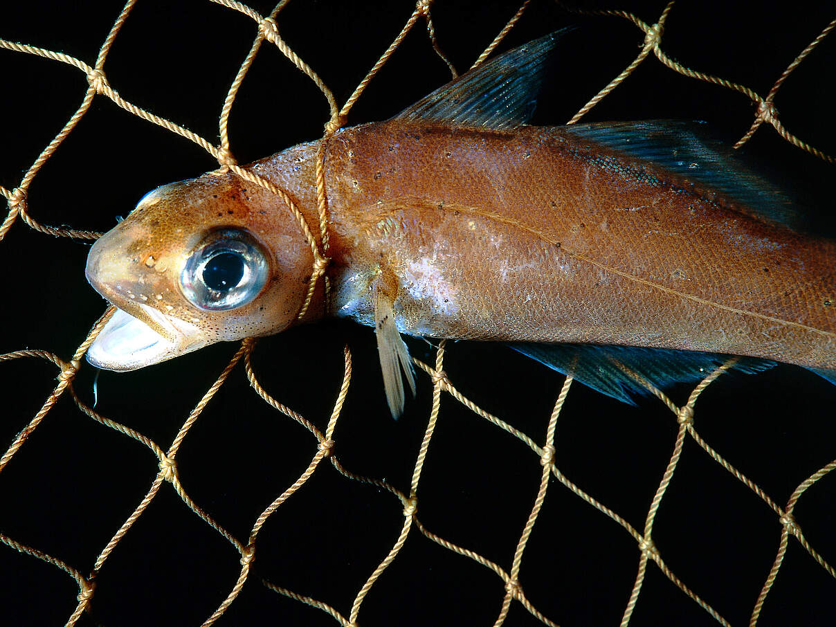 Karoline Schacht sorgte dafür, dass Beifang endlich als Problem erkannt wurde © Rudolf Svenson/WWF