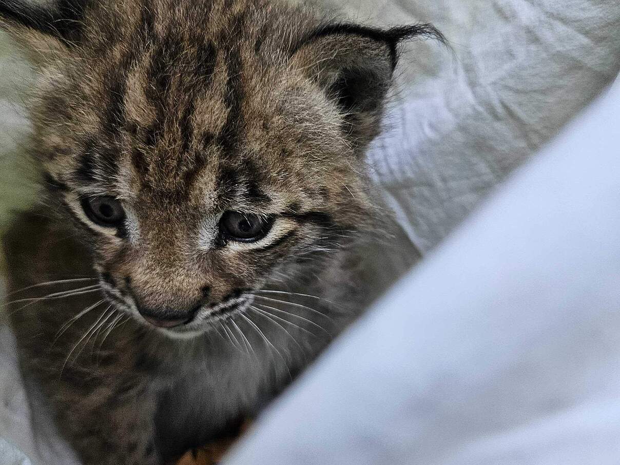 Ein Jungtier der Luchsdame Elisabeth wird vom Projektteam des FVA Wildtierinstituts im Schwarzwald untersucht.