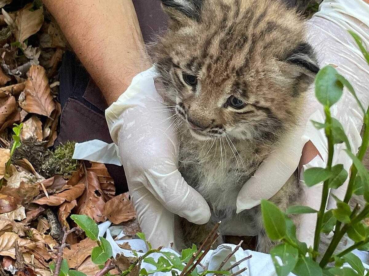Historischer Luchs-Nachwuchs im Schwarzwald 