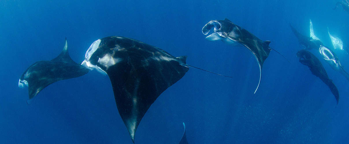 Manta-Rochen © Mike Veitch / Alamy / Stock Photo