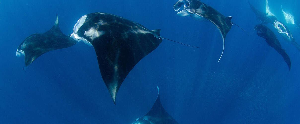 Manta-Rochen © Mike Veitch / Alamy / Stock Photo