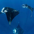 Manta-Rochen © Mike Veitch / Alamy / Stock Photo