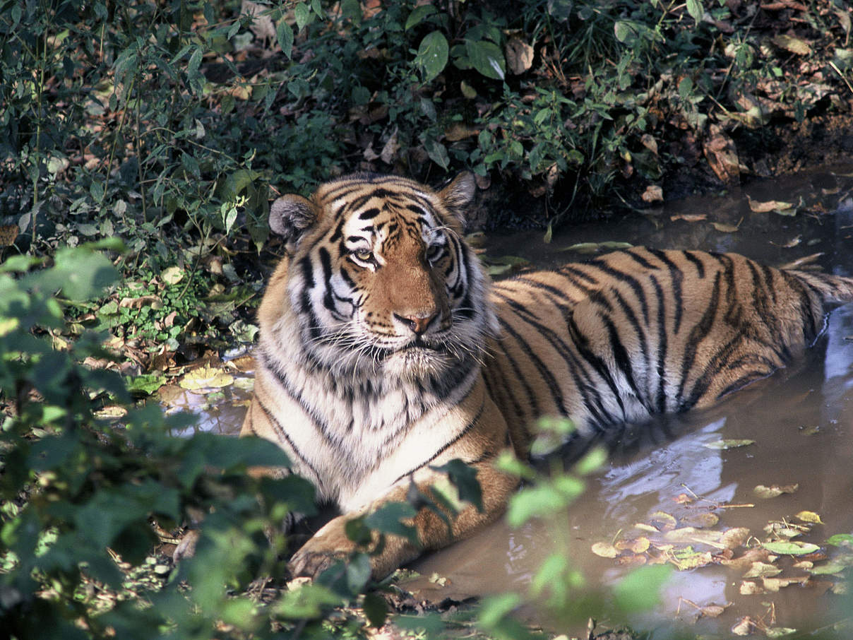 Amur-Tiger ruht in Wasserlache © Hartmut Jungius / WWF