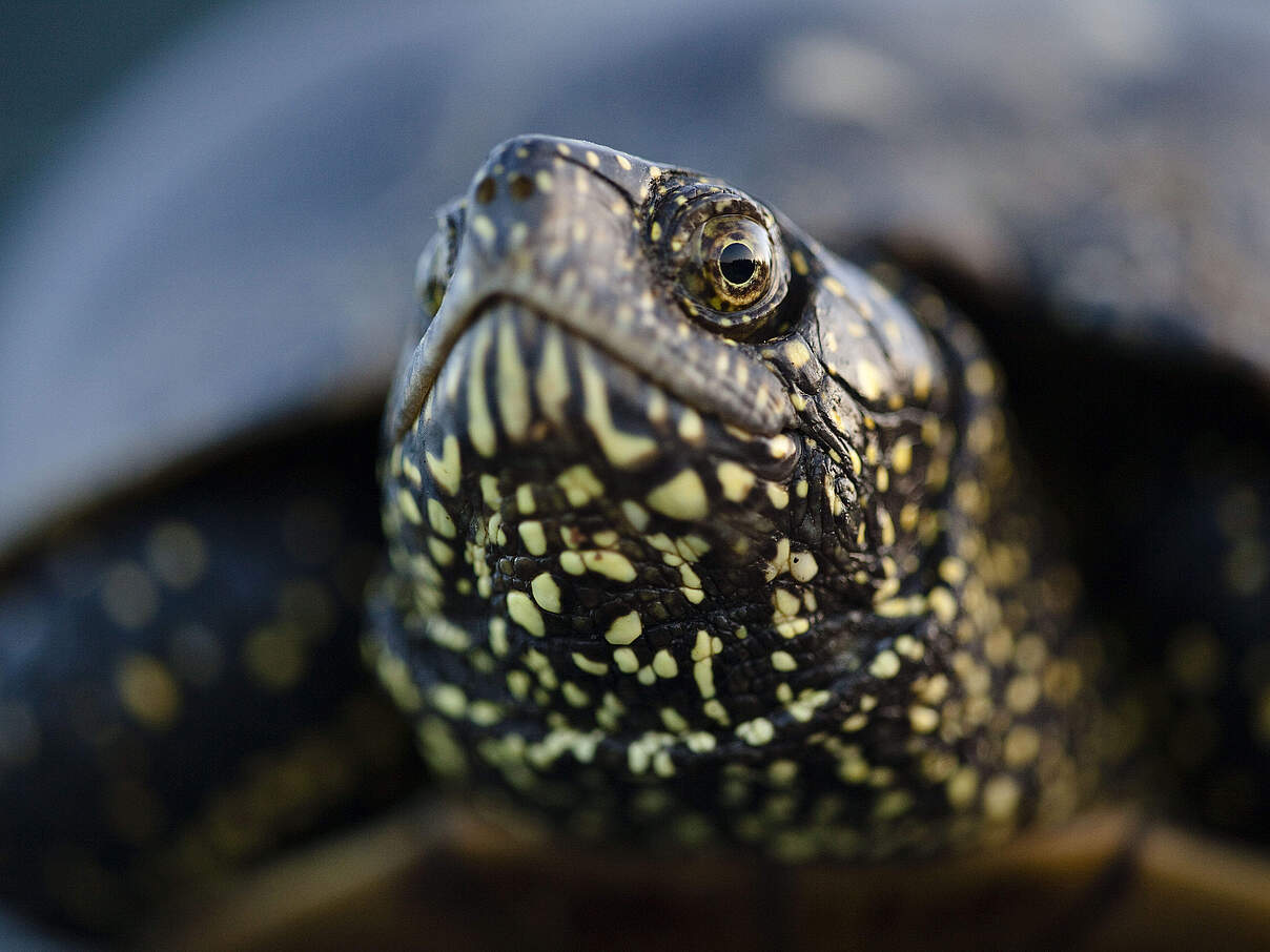 Europäische Sumpfschildkröte