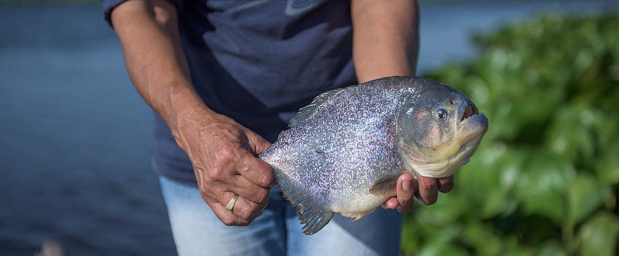 Fischer mit Piranha © Jaime Rojo / WWF-US