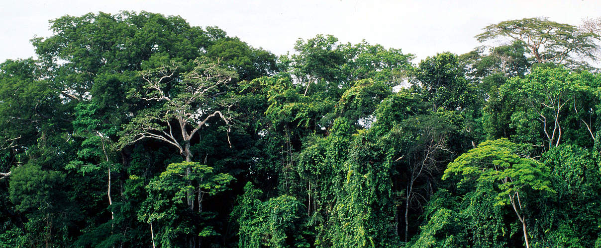 Regenwald im Manu Nationalpark in Peru © André Bärtschi / WWF