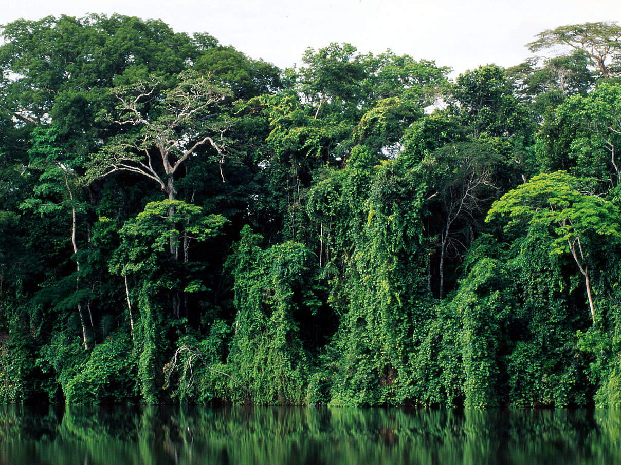 Regenwald im Manu Nationalpark in Peru © André Bärtschi / WWF