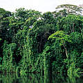 Regenwald im Manu Nationalpark in Peru © André Bärtschi / WWF