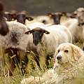 Herdenschutzhund © Peter Jelinek / WWF 