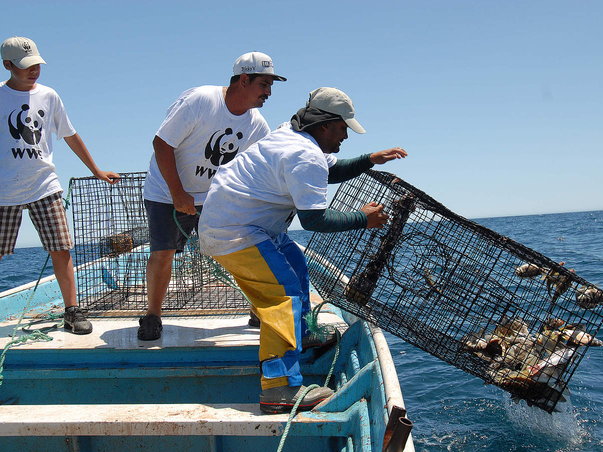 Vaquita-freundliches Fanggeschirr © WWF Mexiko