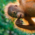 Junger Borneo-Orang-Utan hängt von einem Baum und hat den Finger im Mund