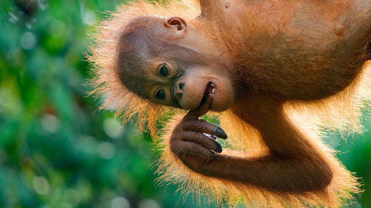 Junger Borneo-Orang-Utan hängt von einem Baum und hat den Finger im Mund