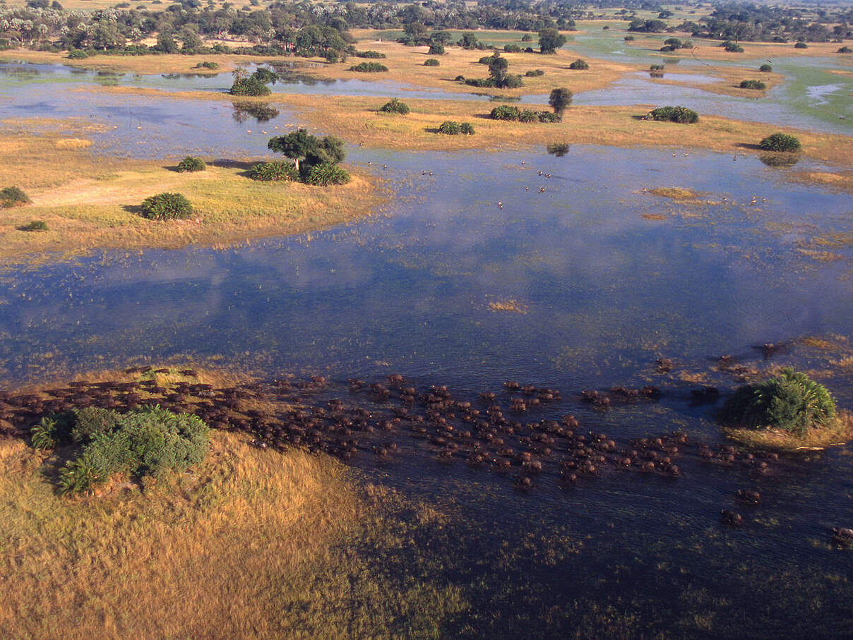 Büffel ziehen durch das Okavango-Delta © Martin Harvey / WWF