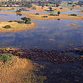 Büffel ziehen durch das Okavango-Delta © Martin Harvey / WWF