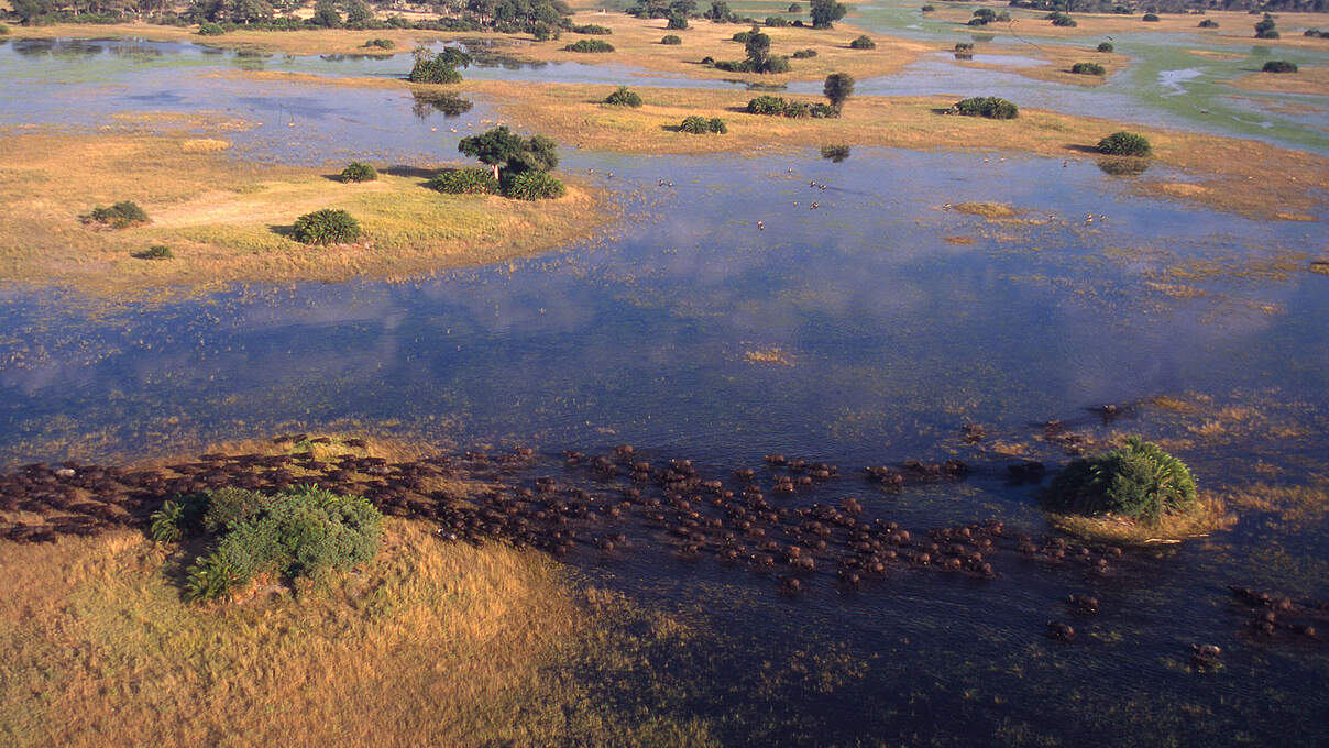 Büffel ziehen durch das Okavango-Delta © Martin Harvey / WWF