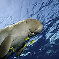 Gewinner und Verlierer 2022 – Dugong (Dugong dugong) © Istockphoto.com / WWF