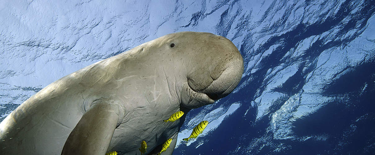 Gewinner und Verlierer 2022 – Dugong (Dugong dugong) © Istockphoto.com / WWF