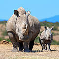 Breitmaulnashorn mit Kalb © Shutterstock / Volodymyr Burdiak / WWF Schweden