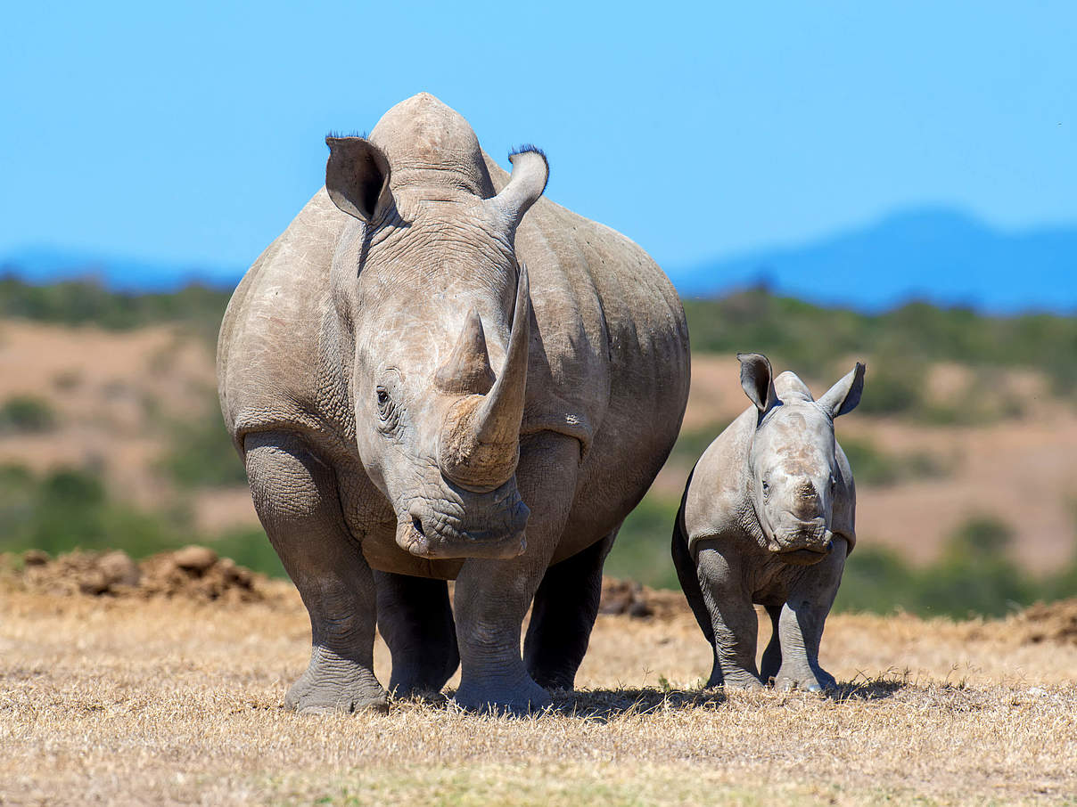 Breitmaulnashorn mit Kalb © Shutterstock / Volodymyr Burdiak / WWF Schweden