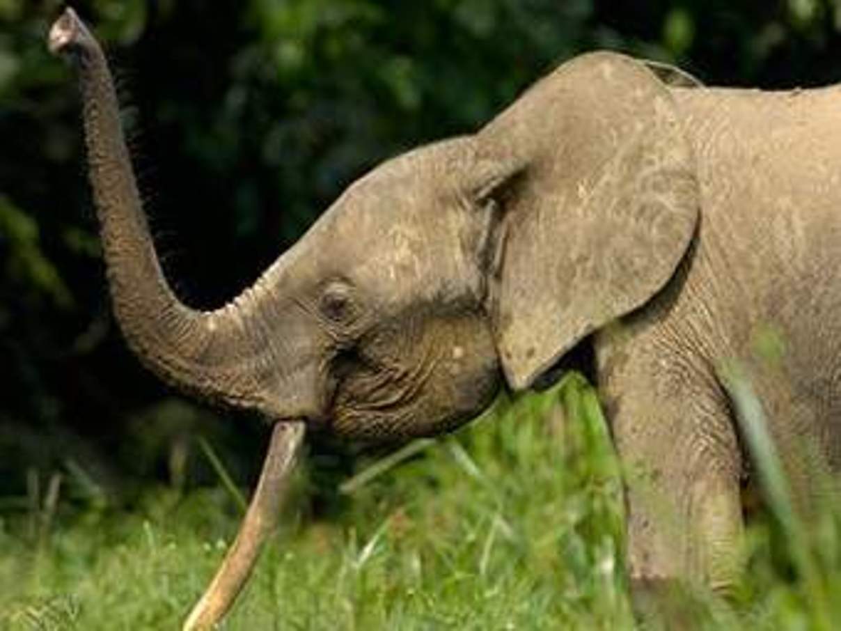 Waldelefant © David Rouge / WWF