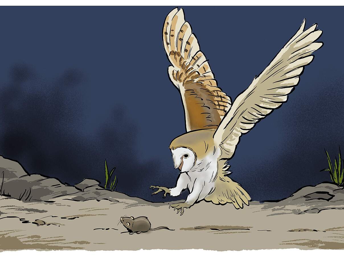 Zeichnung einer Eule beim Sturzflug auf eine Maus