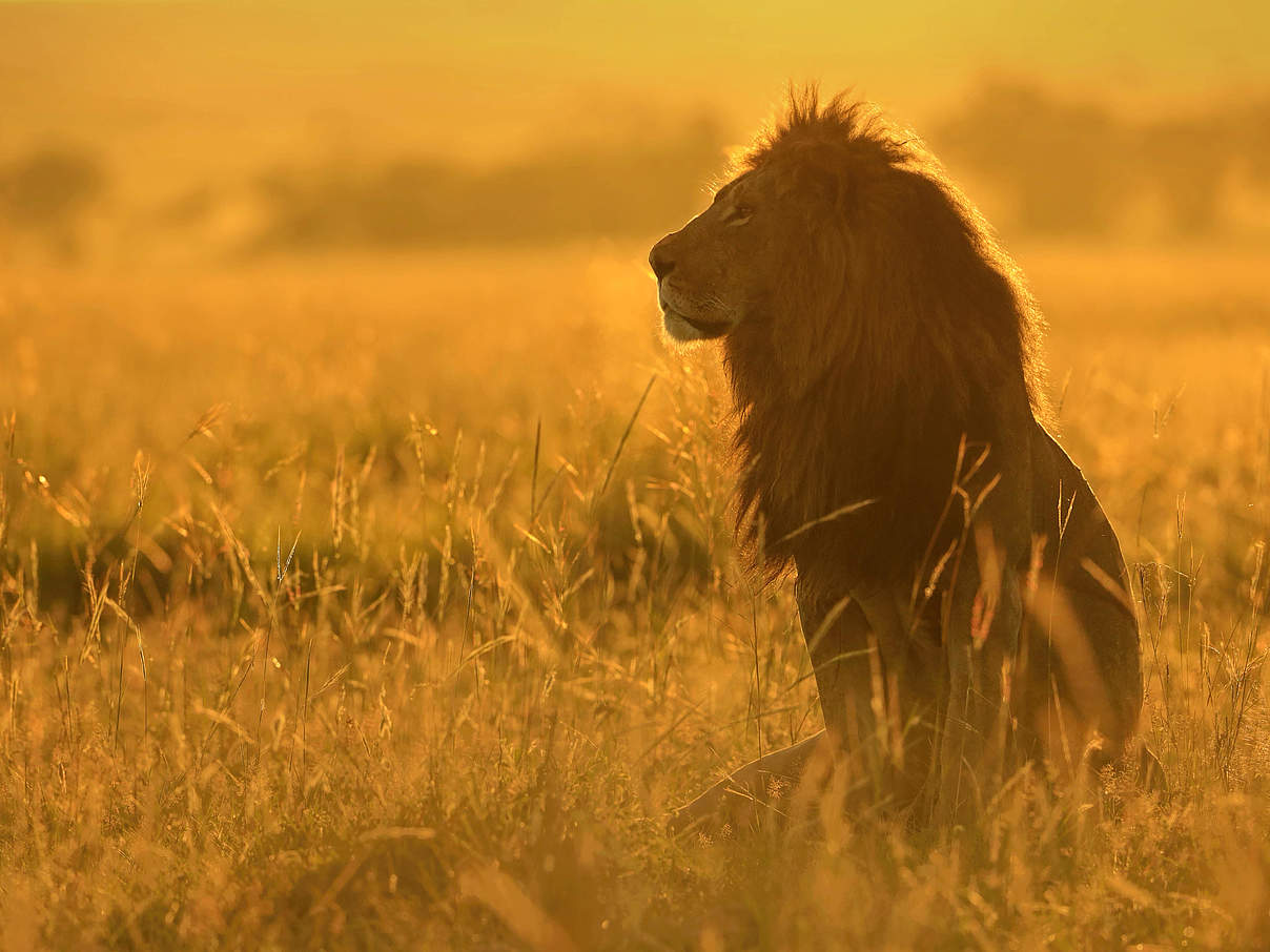 Löwe im Sonnenuntergang © naturepl.com / Andy Rouse / WWF