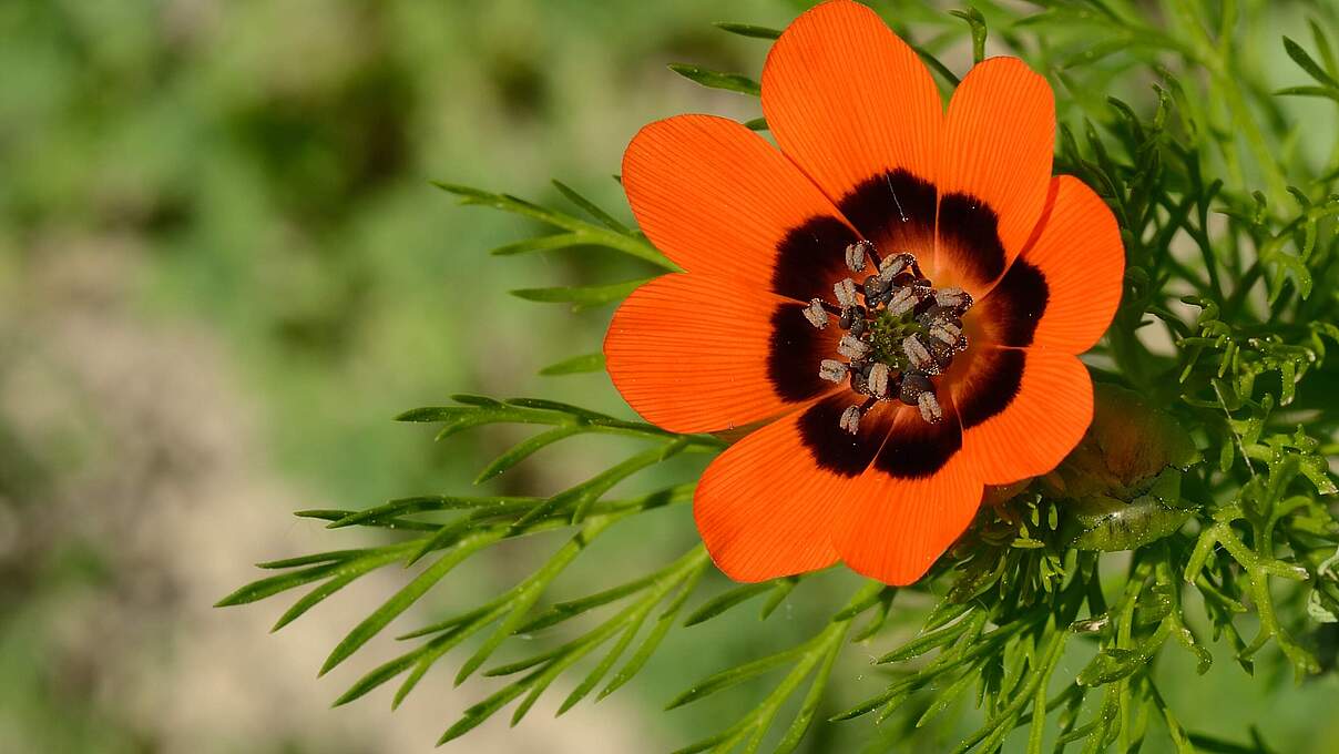 Sommer-Adonisröschen © Frank Gottwald