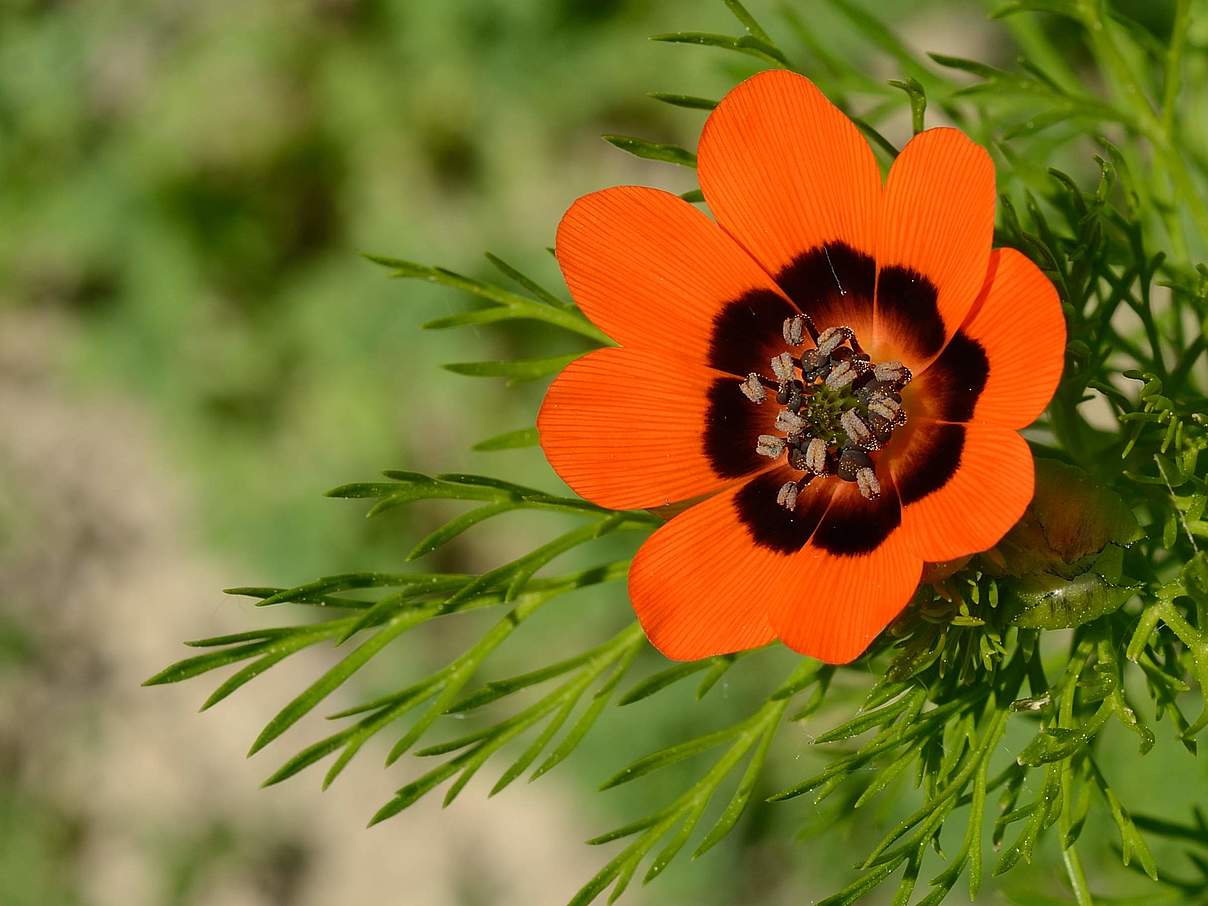 Sommer-Adonisröschen © Frank Gottwald