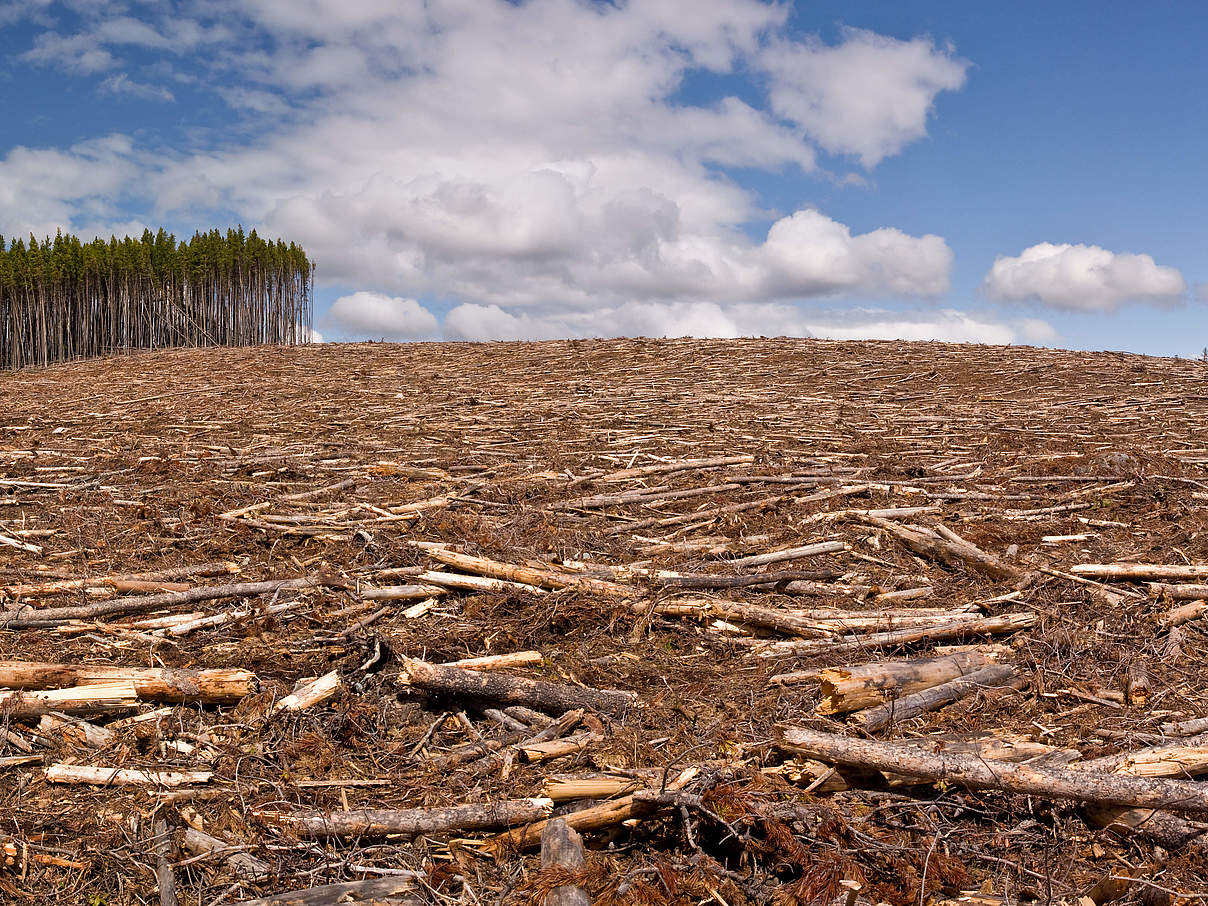 Abgeholzter Pinienwald mit einem kleinen Restbaumbestand. © iStock / eppicphotography