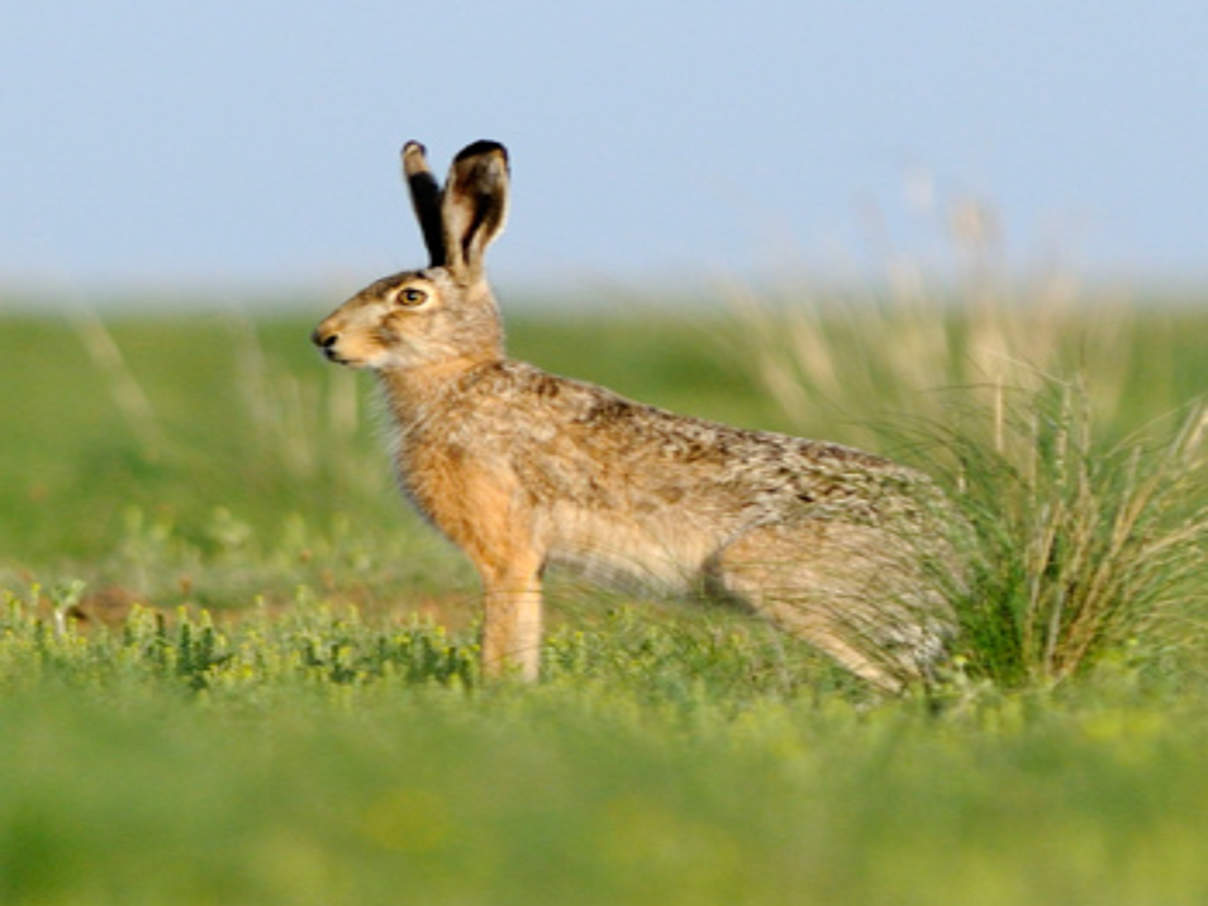 Feldhase © Wild Wonders of Europe / Igor Shpilenok / WWF