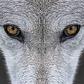 Wolf © iStock / Getty Images