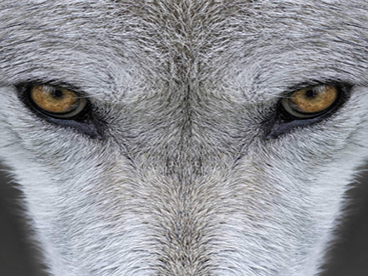 Wolf © iStock / Getty Images